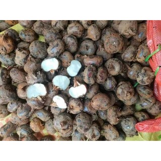 Củ mã thầy - củ năng tươi 1kg loại to( Mua sll liên hệ giá tốt)