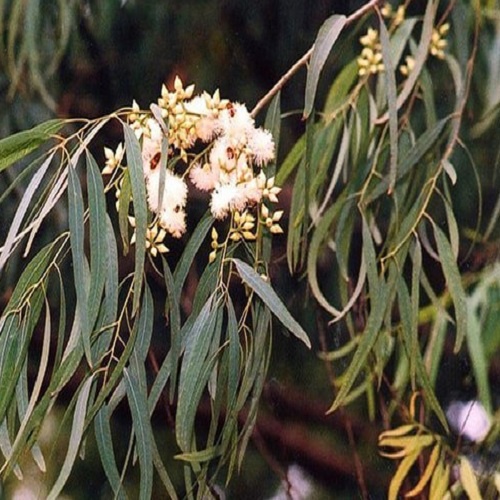 1kg Lá Bạch Đàn tươi - Hàng có sẵn