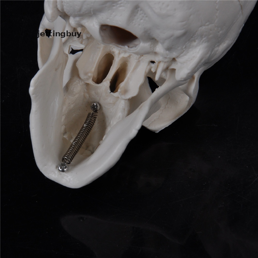 Mô Hình Đầu Lâu Giải Phẫu Giải Phẫu Cơ Thể Người Mini Thuận Tiện QDD