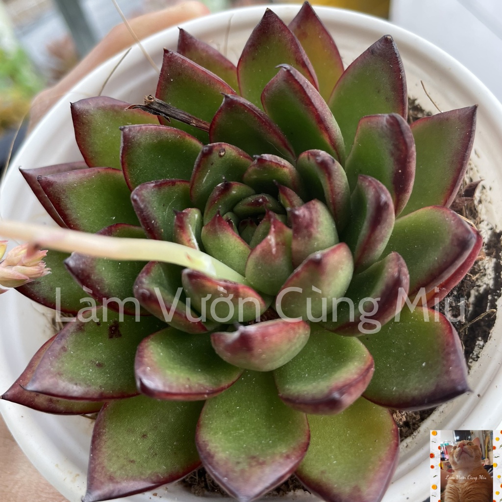 Sen Đá Viền Lửa 👑👑👑 Size Trung