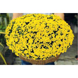 200 hạt giống hoa cúc mâm xôi vàng TRỢ GIÁ
