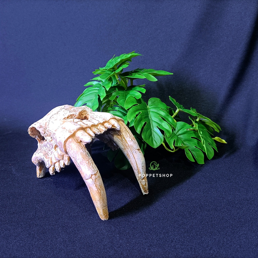 Hang trú bò sát - Hang Sọ Nanh Hổ - Chuồng Bò Sát Sang Xịn Đẹp