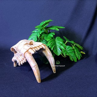 Hang trú bò sát - hang sọ nanh hổ - chuồng bò sát sang xịn đẹp