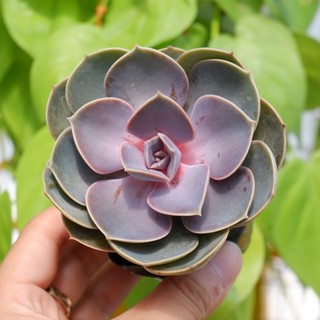 Sen đá hồng dâu size bầu 5-7cm hư 1 đổi 1