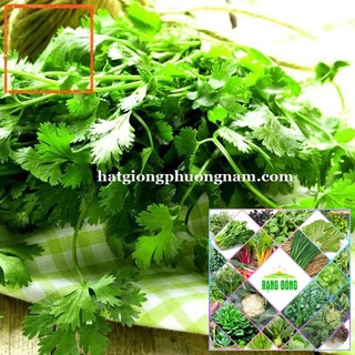 10gr - HẠT GIỐNG RAU NGÒ Hạt Giống Nông Trại Xanh THE GARDEN
