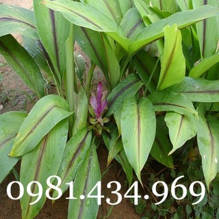 Combo 20 củ nghệ đen giống chuẩn tốt loại 01