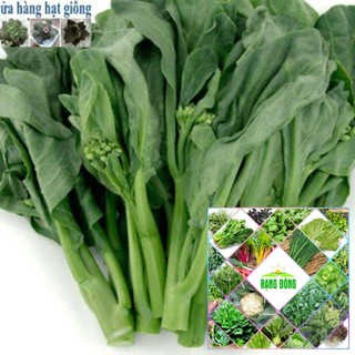 Gói 10 gram hạt giống cải ngồng mập