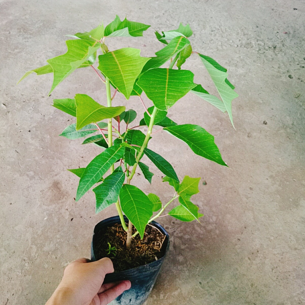 Cây Trạng Nguyên - cây cảnh để bàn