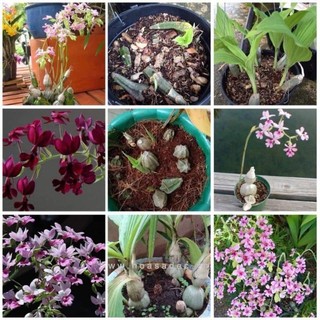 1 củ lan bình diệu củ To