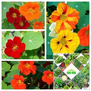 15 Hạt giống hoa sen cạn
