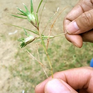 Cỏ Gà tươi (Cỏ Trĩ) 1kg