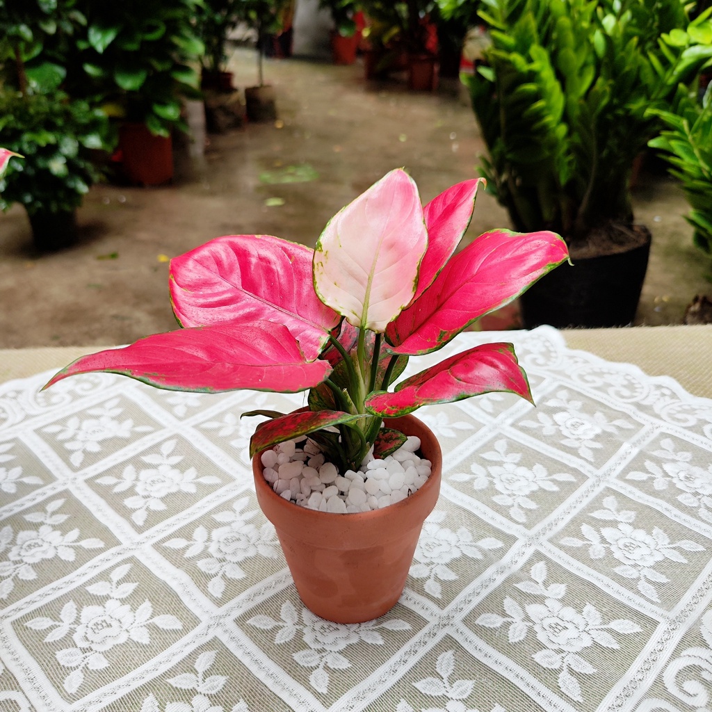 Cây Vạn Lộc Đỏ tài lộc phong thủy để bàn cao 20-25cm