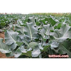 5gr (300 hạt) Hạt giống sup lơ xanh
