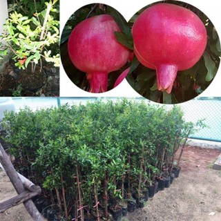 CÂY GIỐNG LỰU ĐỎ LÙN ẤN-ĐỘ