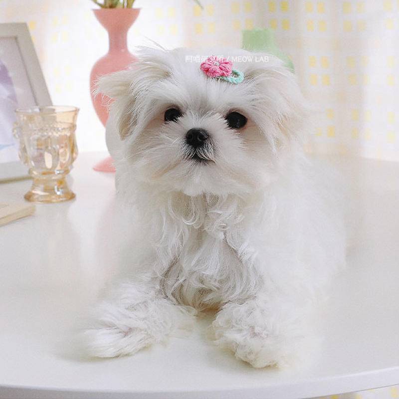 Kẹp Tóc Hình Bông Hoa Dễ Thương Cho Thú Cưng