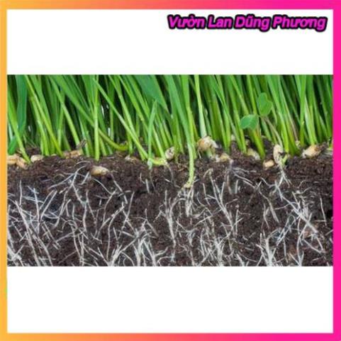 Siêu Kích thích ra rễ Root King lọ 20ml hàng đẹp, chuyên giâm chiêt cành, phân phối chuyên nghiệp VuonLanDungPhuong