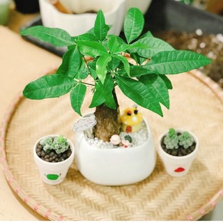 Cây Kim Ngân để bàn