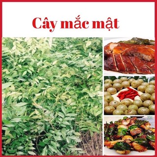 Cây mắc mật lấy,quả lá nướng thịt (1cây)