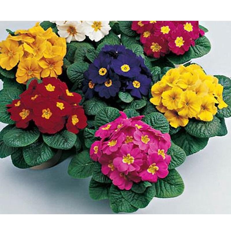 HẠT GIỐNG HOA BÁO XUÂN  - TỶ LỆ NẢY MẦM TỐT, HOA NHANH NỞ VÀ LÂU TÀN