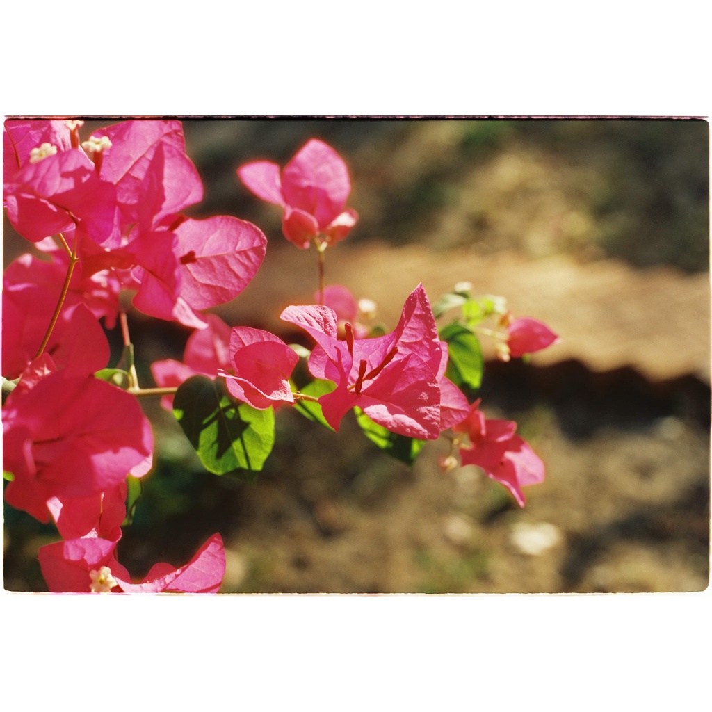 Film kodak vision 3 250D  - iso 250 - 36 kiểu - chụp được máy PnS