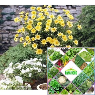Gói 30 hạt giống cúc thân gỗ HAT F1