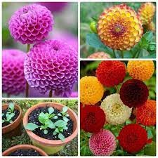 hạt giống hoa thược dược tổ ong nhiều màu 40 hạt