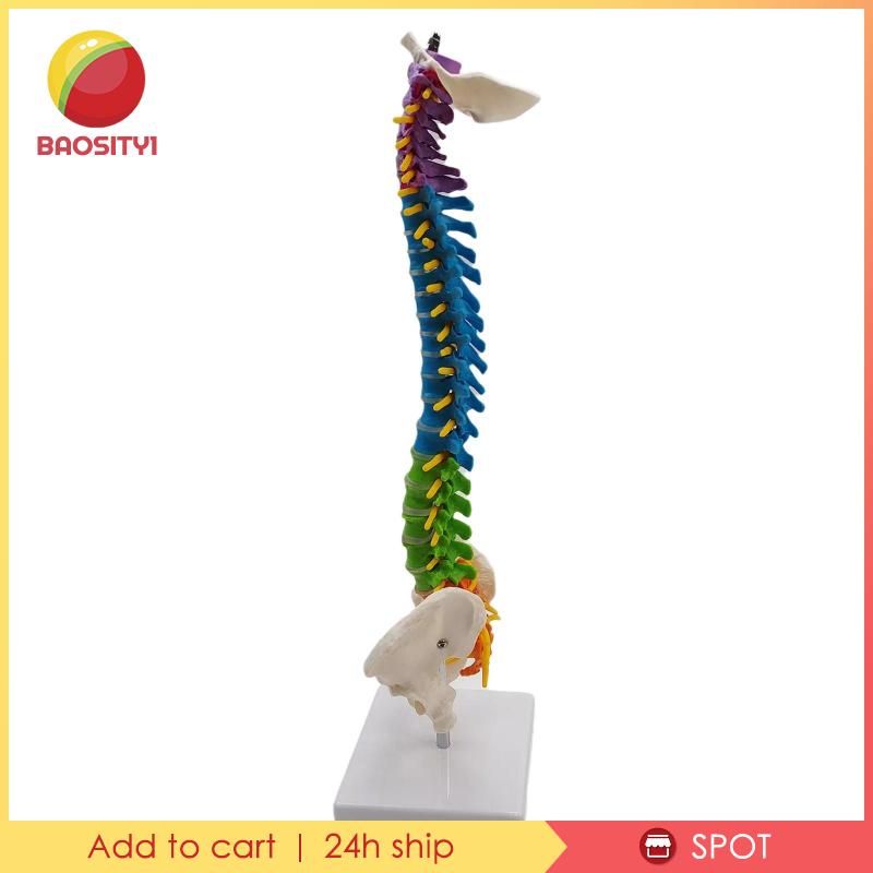 [Baosity1] Giá Đỡ Mô Hình Xương Cột Sống Linh Hoạt Với Chân Đế Pelvis