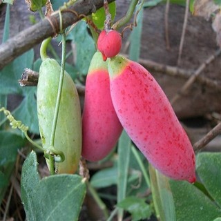 Trái Bình Bát Dây tươi 1kg