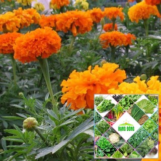 50 hạt giống cúc vạn thọ cam