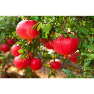 CÂY GIỐNG LỰU ĐỎ LÙN ẤN ĐỘ