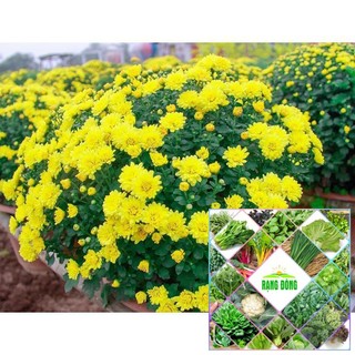 200 hạt giống cúc mâm xôi