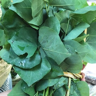 Lá Vông tươi -1kg