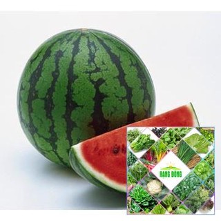 Gói 20 hạt giống dưa hấu ruột đỏ