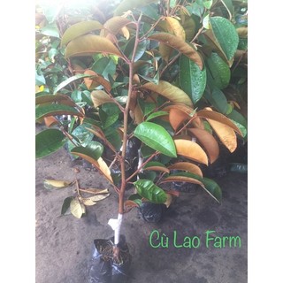 Cây Vú Sữa Tím Mica cây cao từ 50cm