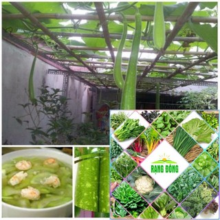Gói 10 hạt giống bầu sao dài HAT F1