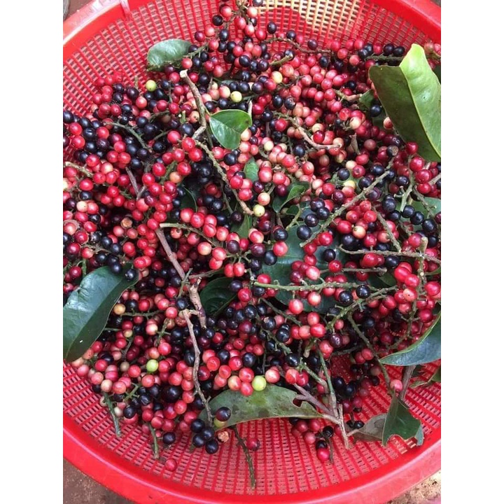 Cây Giống chòi mòi ,cây ghép