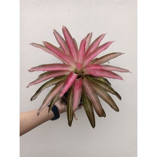 Dứa màu piccolo