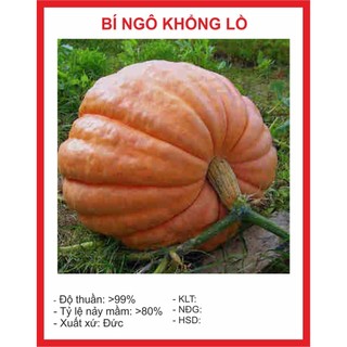 Hạt giống bí ngô khổng lồ 4 hạt