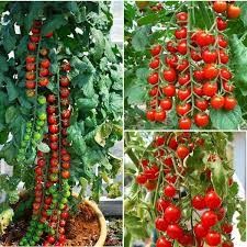 30 hạt giống cà chua chuỗi ngọc