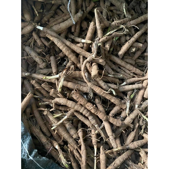 Sâm tiên mao  tươi 1 Kg