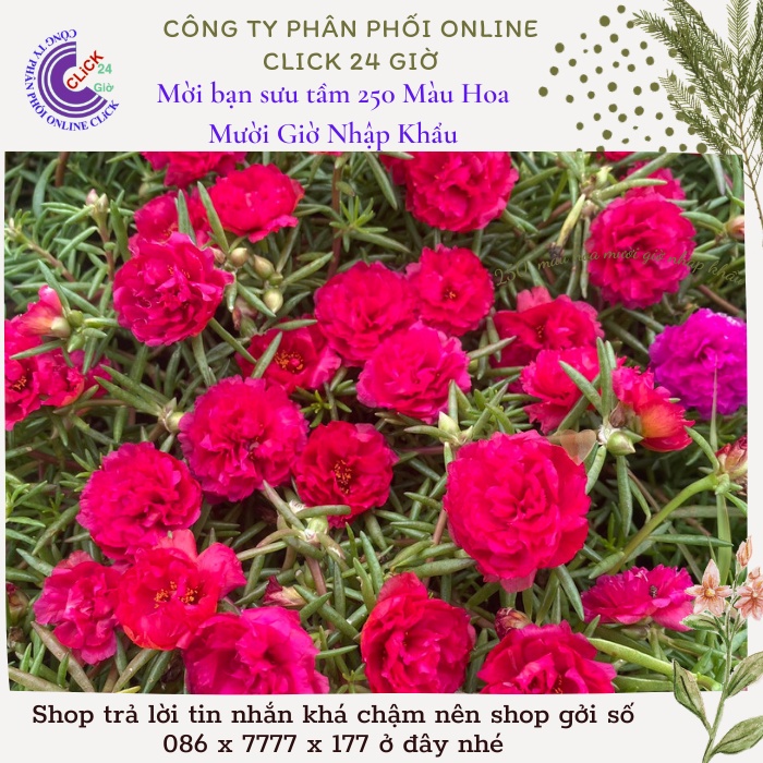 Cành Giống Hoa Mười Giờ Thái Kép Màu Đỏ Yên Chi Siêu Đẹp Lạ 0867777377