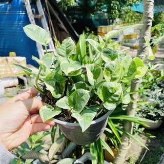 [CÓ SHIP TỈNH] Combo 5 Chậu Trầu Bà Đủ Loại