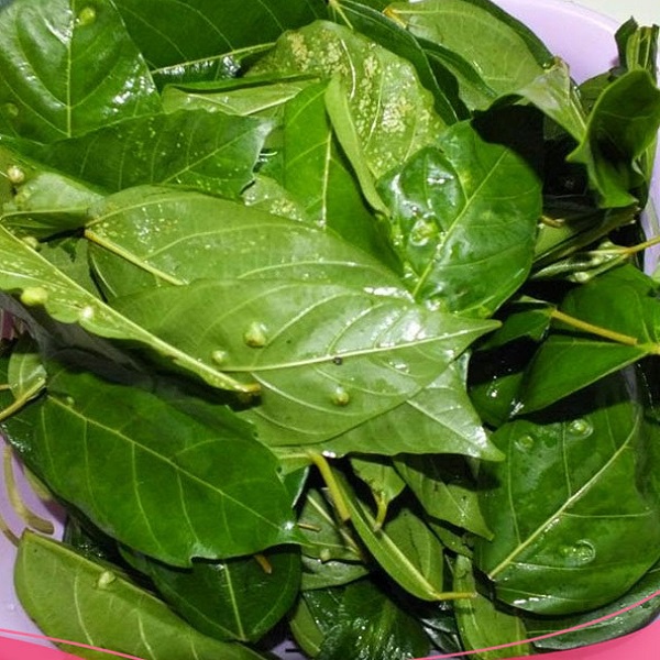 Lá Sung tươi  1kg