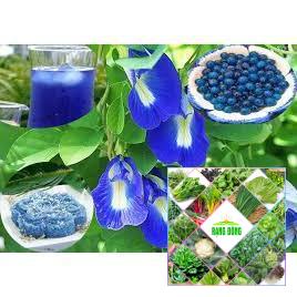 Gói 20 hạt  giống hoa đậu biếc
