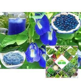 Gói 20 hạt giống hoa đậu biếc