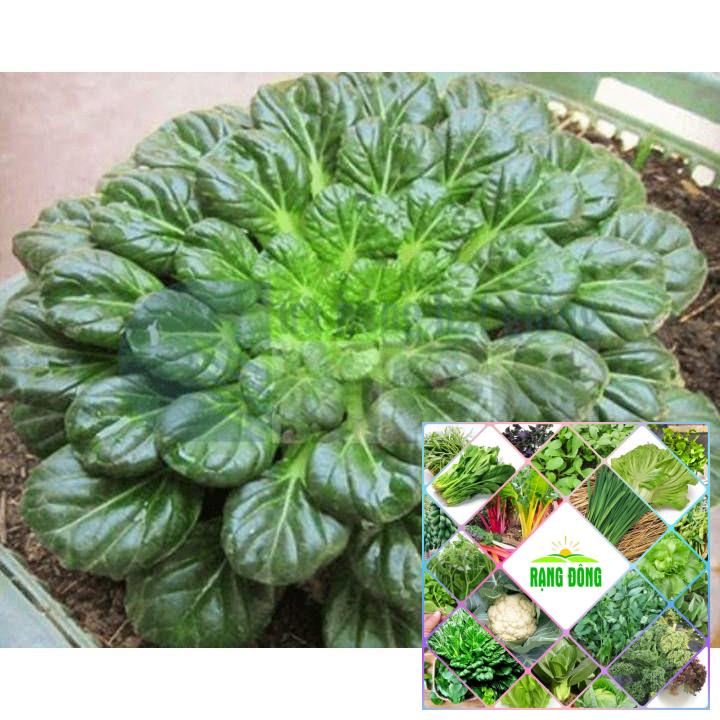 200 Hạt giống cải hoa hồng