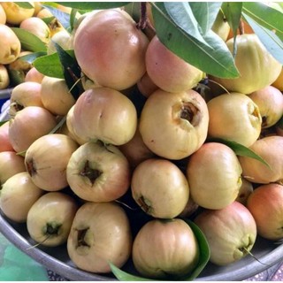 Cây mận lý ádasd