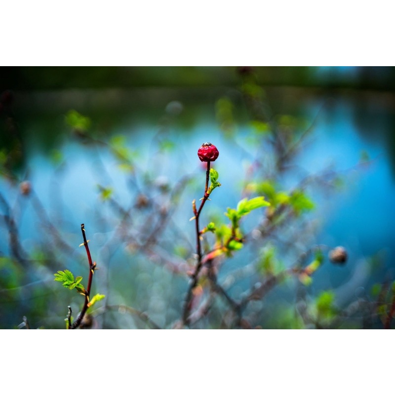 Ống kính Carl Zeiss 35/2.4 MC red