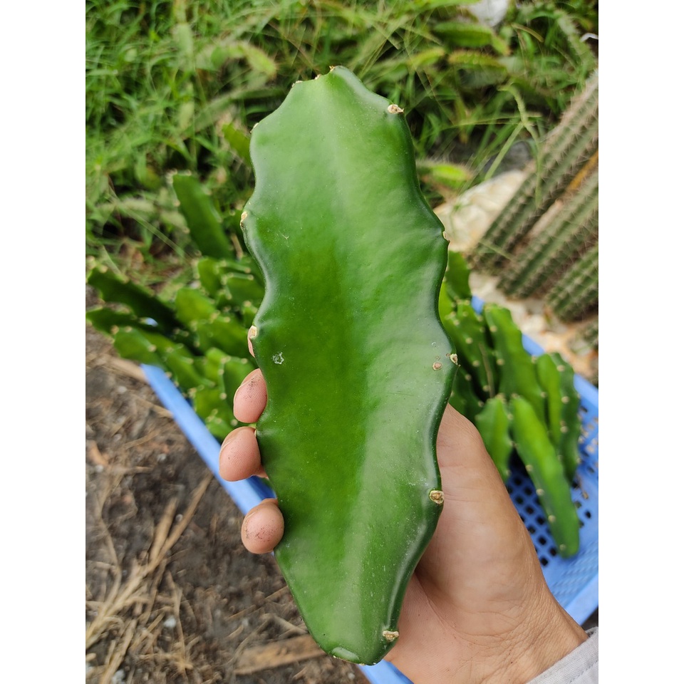 Combo 10 chân tháp xương rồng NHẬT dài 15 - 25 cm