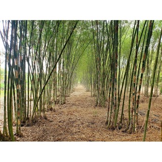 Cây giống cây tầm vông